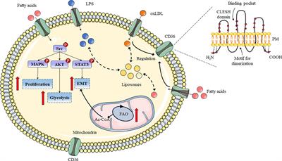 The function of CD36 in Mycobacterium tuberculosis infection